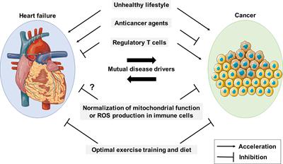 Cross-disease communication between cancer and heart failure provides a rational approach to prevention and treatment of both diseases